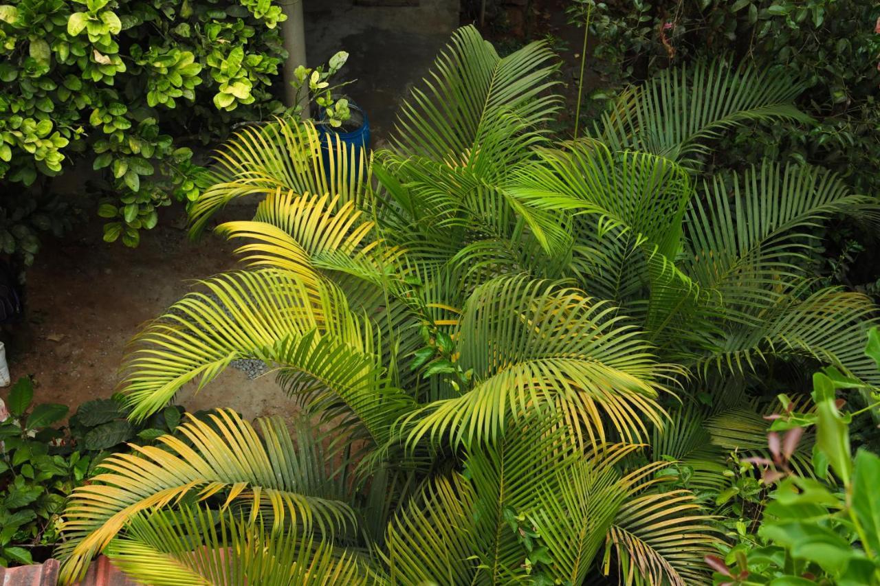 Copperhill- A Luxury Homestay Madikeri Εξωτερικό φωτογραφία